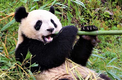 surprising reasons    trophy hunts  pandas