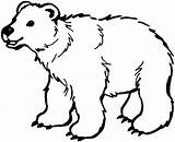 Coloring Pages Bear Bestofcoloring Related sketch template