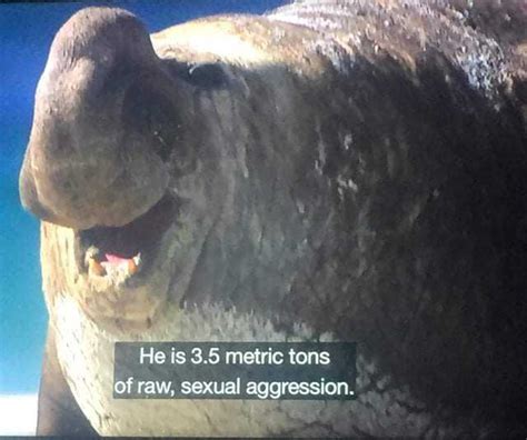 Memes He Is 3 5 Metric Tons Of Raw Sexual