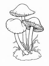 Coloring Mushrooms Pages Printable Nature Print sketch template