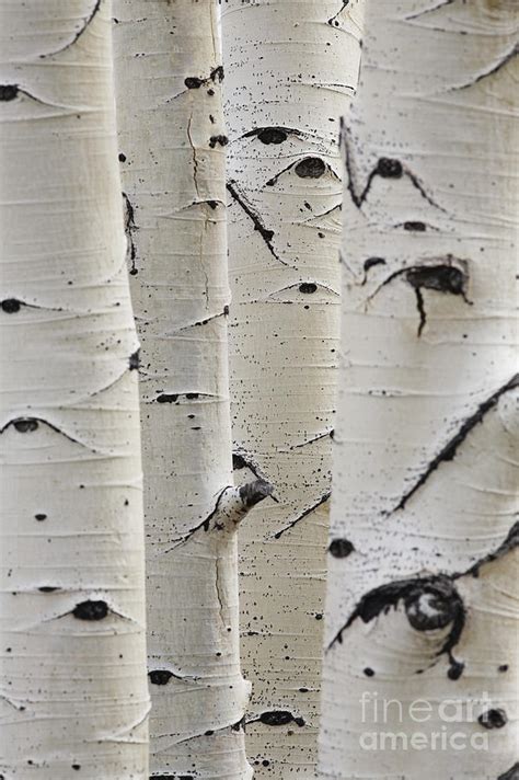 birch trees in a row close up of trunks photograph by sirtravelalot
