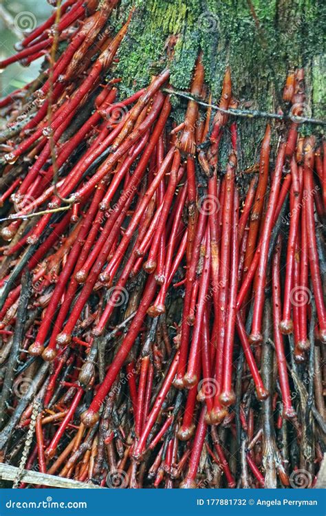 red roots   tree stock photo image  south wildlife