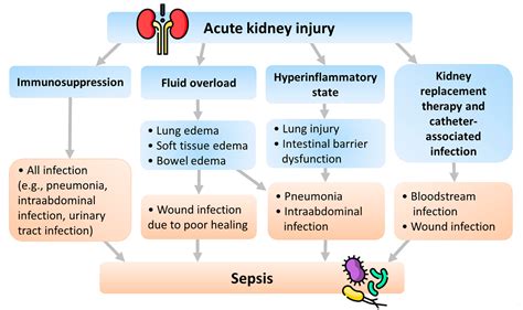 ijms  full text sepsis  acute kidney injury  review