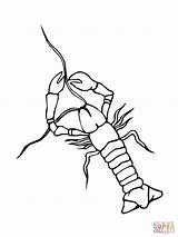 Coloring Crayfish Crawfish Drawing Pages Printable Supercoloring Comments Getdrawings Silhouettes sketch template