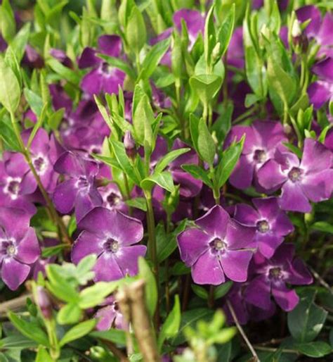 vinca minor atropurpurea purple flowered evergreen ground covering