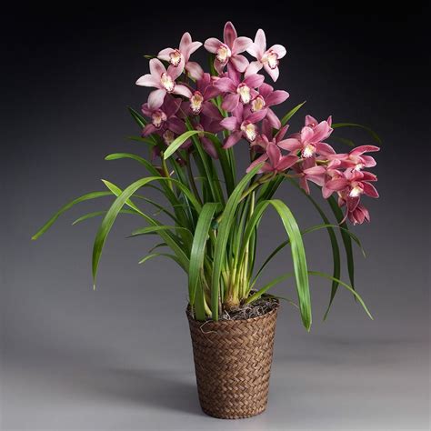 Exclusive Pink Cymbidium Orchid White Flower Farm