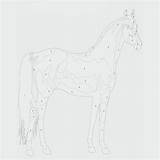 Zahlen Pferd Ausmalbilder Pferde Ausdrucken Ausmalbild sketch template