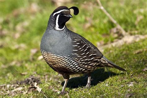 bring quail   yard   easy tips quail habitats game birds