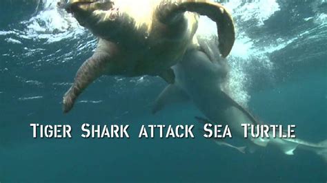 Tiger Shark Attacks Sea Turtle Sharks Youtube