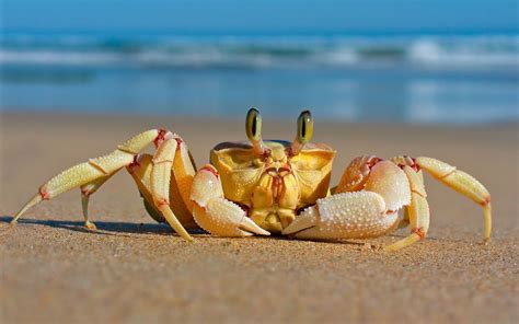 crab  beach wallpaper