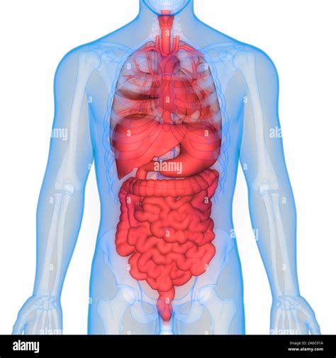 mann anatomie innere organe fotos und bildmaterial  hoher aufloesung