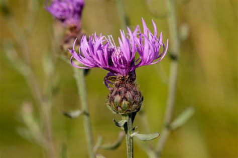 Spotted Knapweed Non Native Invasive Plant Species In Banff National