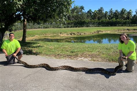 massive python captured  everglades sets  florida record