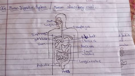 class  science  important diagram part  youtube