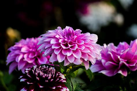 images flower flowering plant petal pink purple dahlia