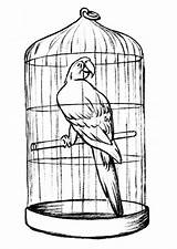Cage Parrot Coloring Pages Bird Cages Birds Drawing Parrots Drawings Colouring Clip Pet 3d House sketch template