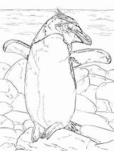 Coloring Penguin Basking Macaroni Sun Categories sketch template