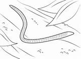 Worm Vermi Lombriz Worms Kolorowanki Wurm Verme Wiggle Lombrices Supercoloring Robak Printmania Regenwürmer Insekten Kolorowanka Druku Wiggler Insetti Disegnare Animados sketch template