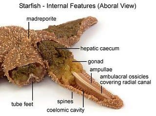 sea star anatomy anatomy  physiology organic chemistry cavities