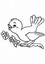 Ausmalbilder Vogel Animales Herunterladen sketch template