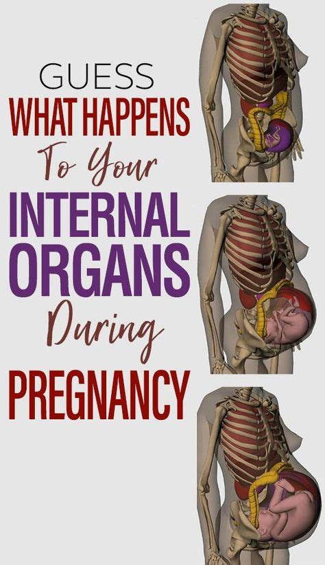 Guess What Happens To Your Internal Organs During Pregnancy Healthy