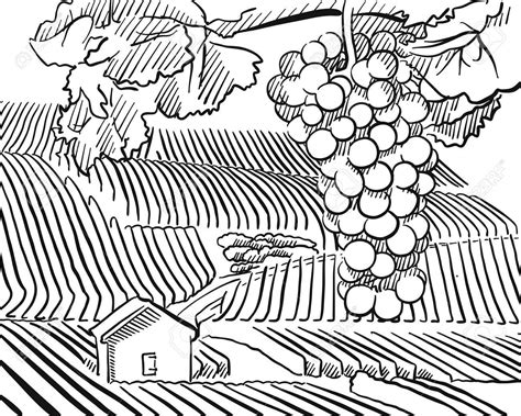 vineyard drawing images     drawings
