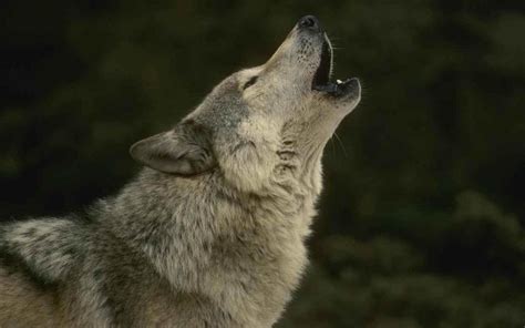 wolf howling wallpapers wallpaper cave