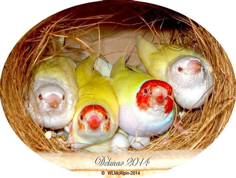 delmar gouldian finches home