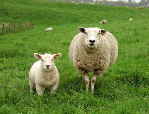 le mouton est en elevage pour sa laine
