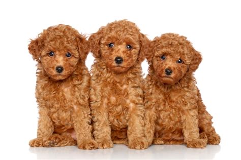 toy poodle dog breed profile personality facts