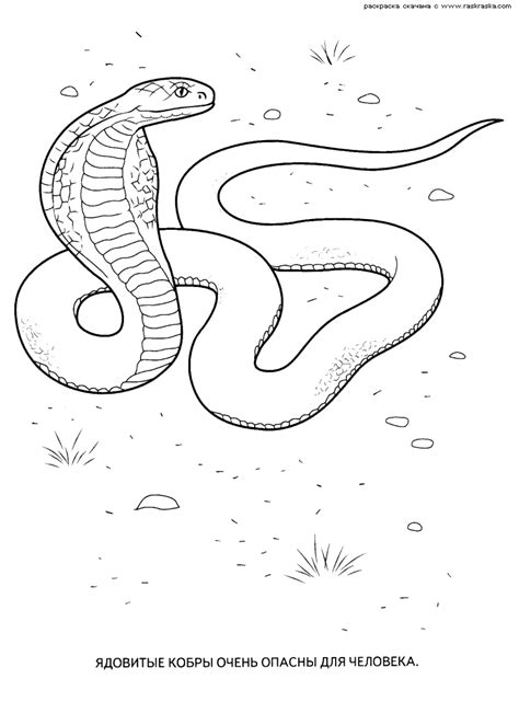 wild animal coloring pages coloring home