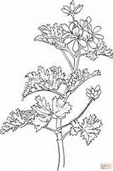 Geranium Coloring Rose Pages Pelargonium Flower Para Geranio Da Colorare Disegni Drawing Disegno Printable Dibujos Roses Drawings Clipart Template Geraniums sketch template