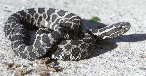michigans  venomous snake  federally protected