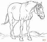 Horse Coloring Pages Clydesdale Field Horses Color Printable Print Getcolorings Col Drawing sketch template