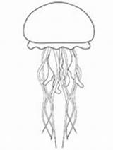 Jellyfish Coloring Pages Outline Print Animals Ocean Printable Template Cute Ws Templates Drawing Drawings Animal Choose Board sketch template