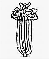 Celery Apio sketch template