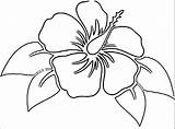 Coloring Hibiscus Flower Popular sketch template