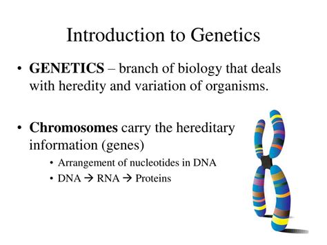 Ppt Lecture 7 Genetics Powerpoint Presentation Free Download Id