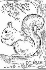 Coloring Squirrel Pages Book Mandala Color Squirrels Animal Patterns Sheets Kids Nyoka Sanders Drawing sketch template