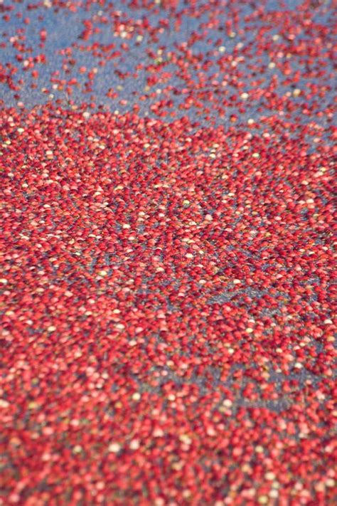 red cranberry harvested stock photo image  cranberry