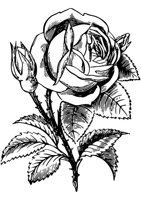 roses coloring pages  flowers