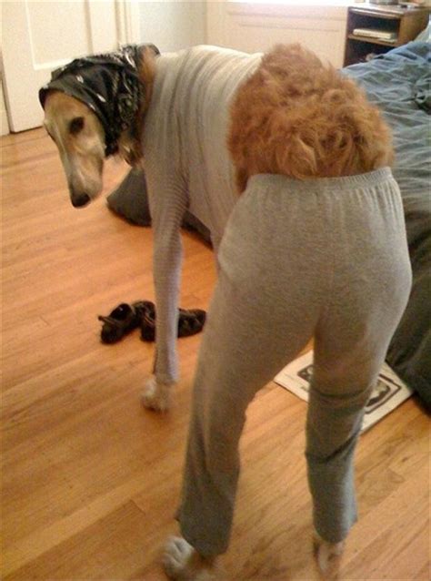 funny dogs dressed   dump  day