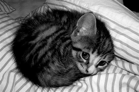 super cute kitty cute kittens photo  fanpop