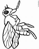 Coloring Wasp Colouring Pages Getcolorings Getdrawings sketch template