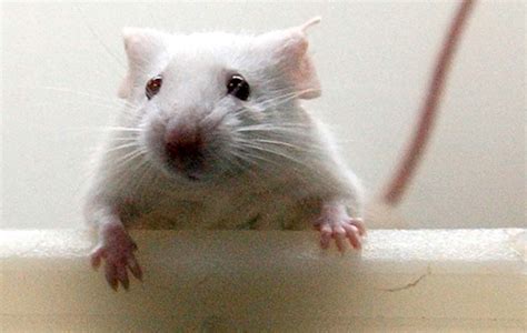 mice  faces scientists report
