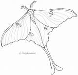Moth Luna Lineart Moths Designlooter Insect Butterfly sketch template
