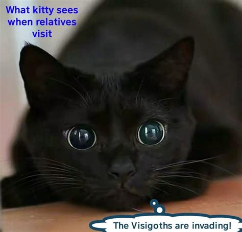 kitty sees  relatives visit lolcats lol cat memes