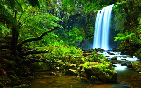 history  amazon jungle brazil environmental issues