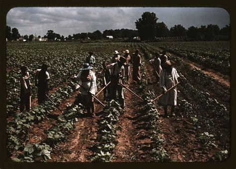 life  americas  plantations revealed  series  colour pictures world news