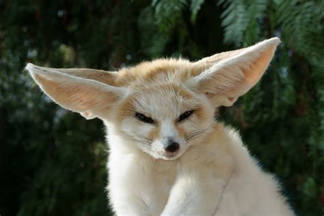 cuteness    fennec fox fennec foxes photo